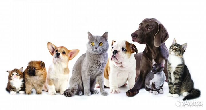 Передержка животных(зоогостиница)