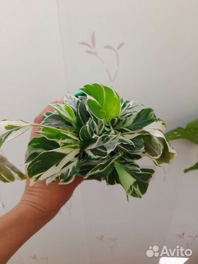 Калатея white fusion