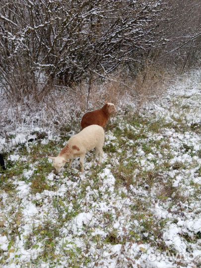 Овцы бараны