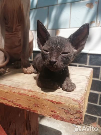 Канадский сфинкс