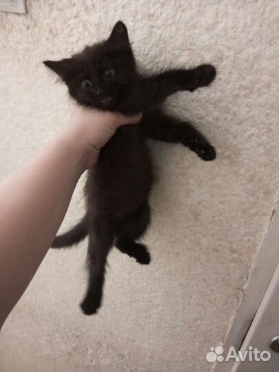 Котенок мальчик черный
