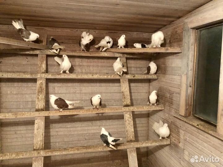 Статные голуби