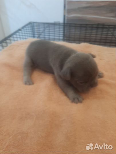 Французский бульдог щенки