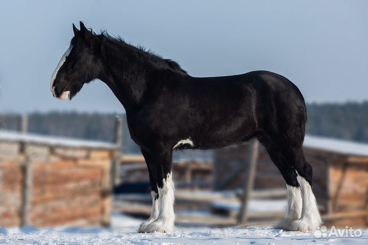 Кобыла Шайр