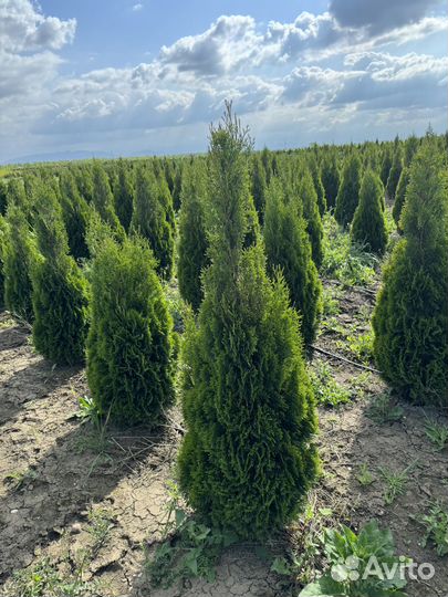 Туя смарагд