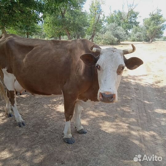 Корова дойная