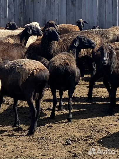 Курдючные бараны овцы