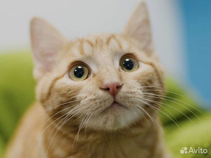 Котенок рыжий в дар