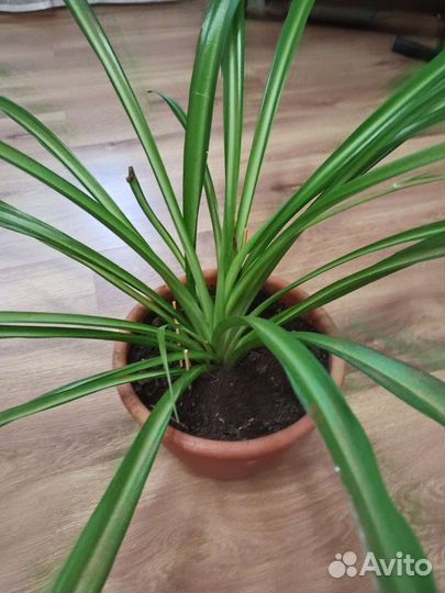 Хлорофитум два вида