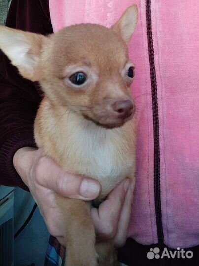 Помтойчик и девочка Шпица с док-ми