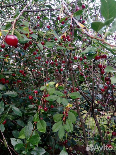 Вишня свежая