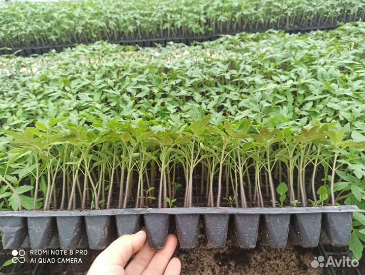 Рассада помидор