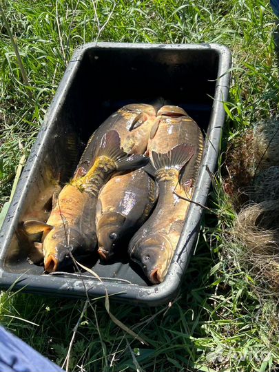 Продажа рыбы