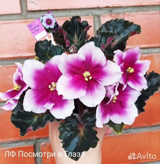 Новинки 22 года