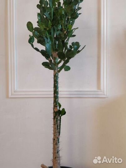 Кактус 163 см