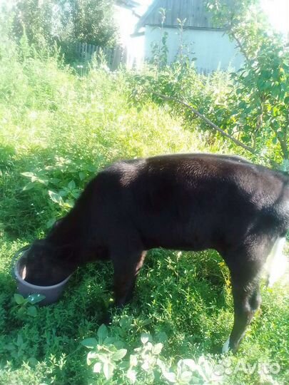 Телочка 2 месяца