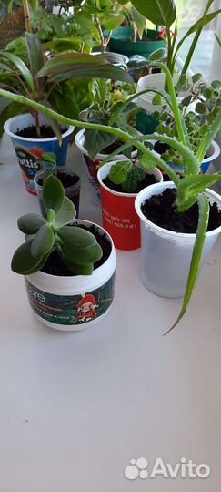 Толстянка Денежное дерево