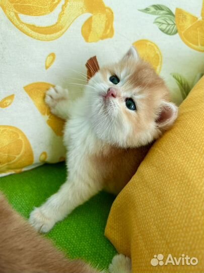 Британские золотые шиншиллы