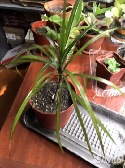 Кордилина драцена 1шт в наличии