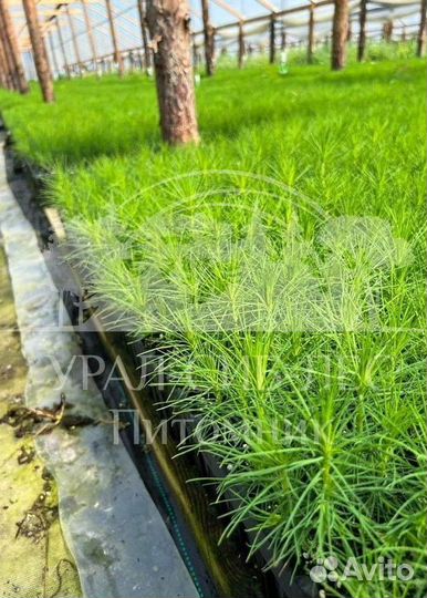 Предзаказ Лиственница Сибирская зкс сеянцы