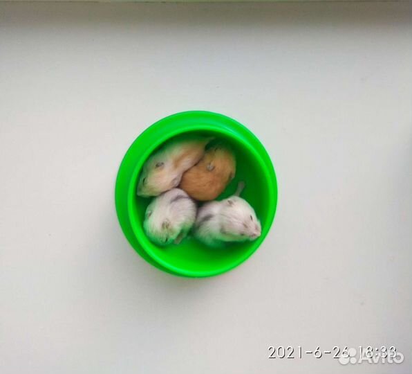 Хомяк малыши самые красивые