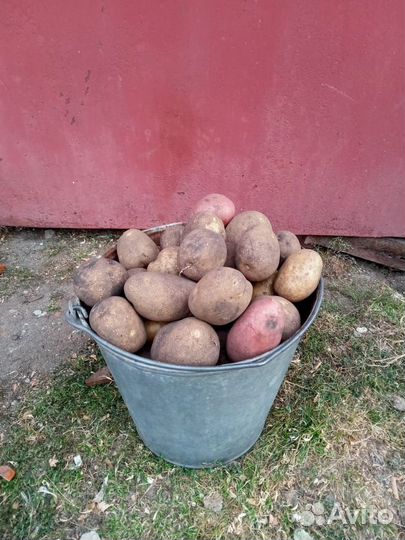 Продам картофель