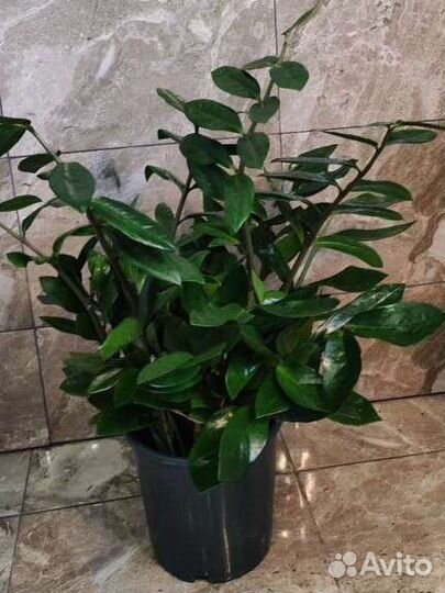 Замиокулькас