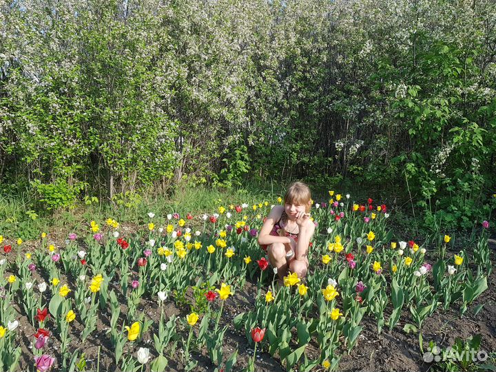 Луковицы тюльпанов для озеленения