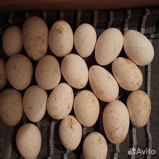 Инкубационное яйцо гусиное