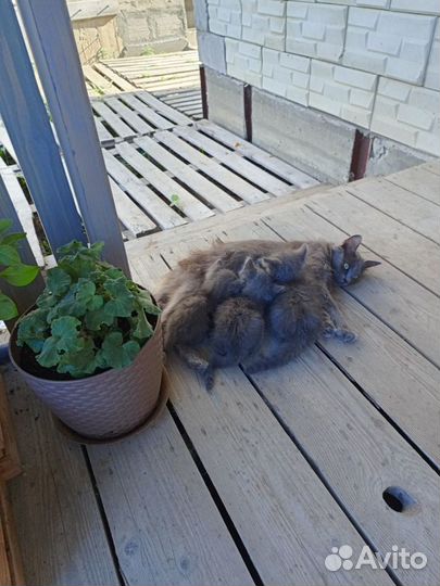 Котята мальчики в добрые руки