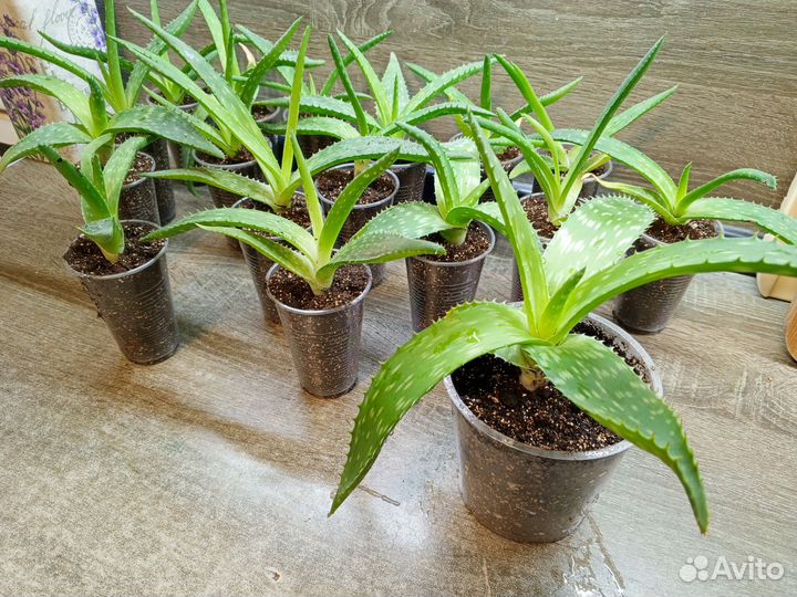 Алоэ вера растение