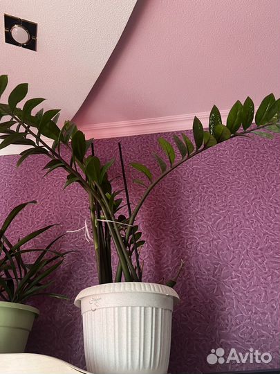 Замиокулькас