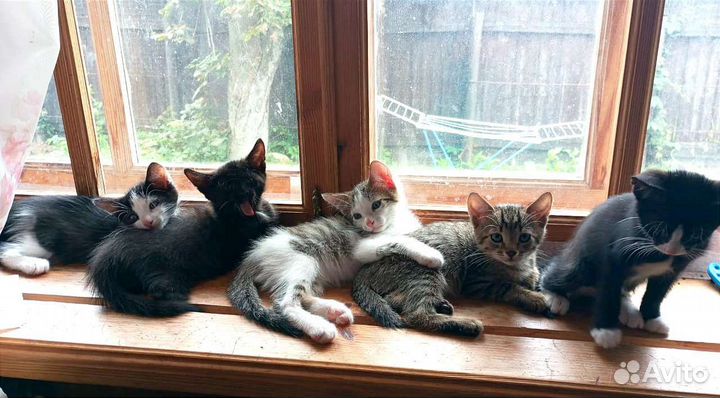 Котята 2 месяца