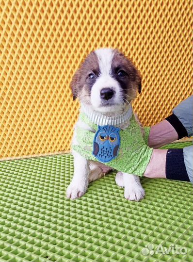 Щенки в добрые руки бесплатно