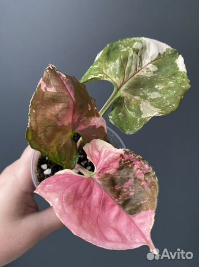 Комнатные растения