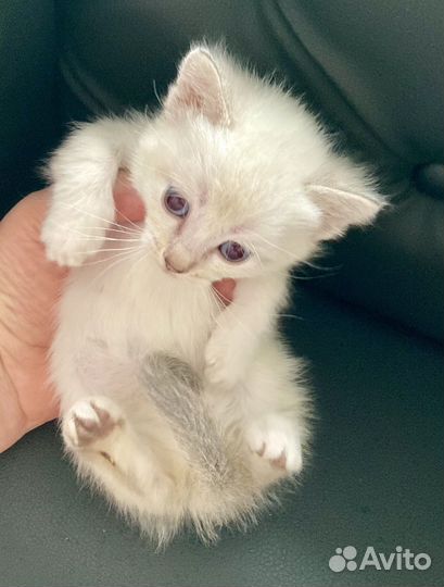 Милое создание