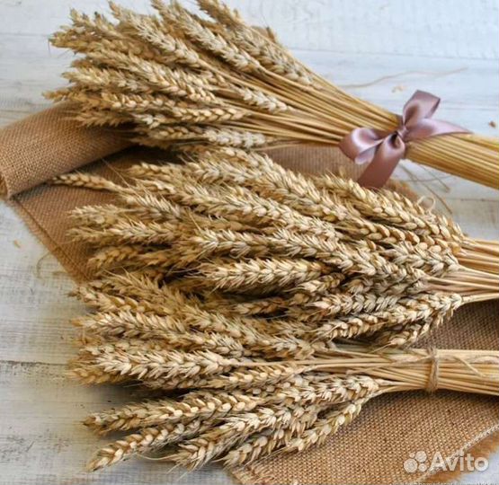 Пшеница овес сухоцвет декор букет цветы