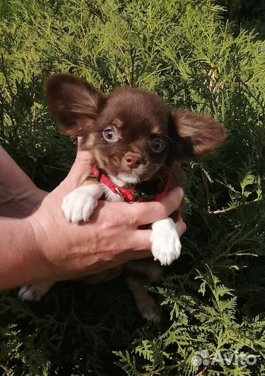 Шоколадные девочки