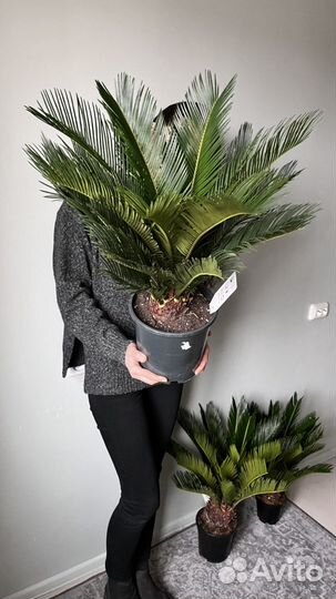 Цикас пальма саговая наличие