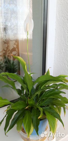 Женское счастье