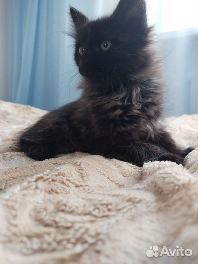 Кошки в добрые руки бесплатно