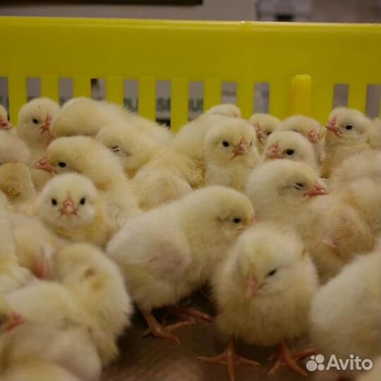 Гусята цыплята утята индюшата