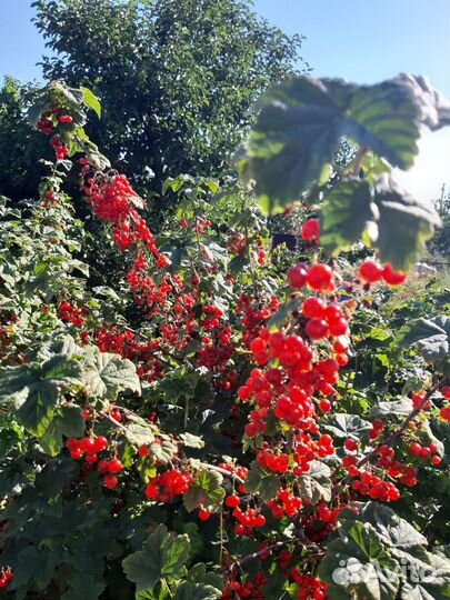 Красная смородина