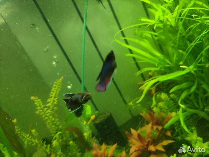 Рыбка петушок самцы и самки