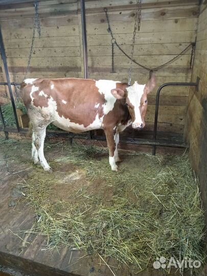 Телочка айширская