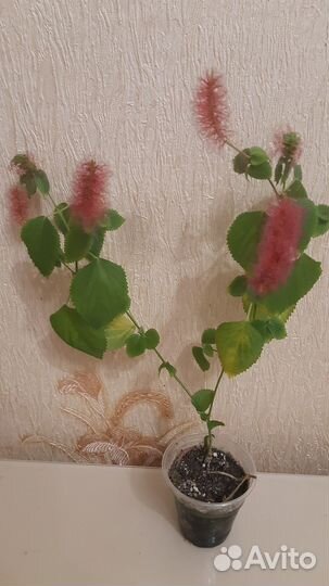 Акалифа (лисохвост)