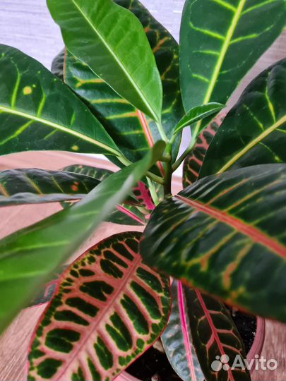 Кодиеум кротон