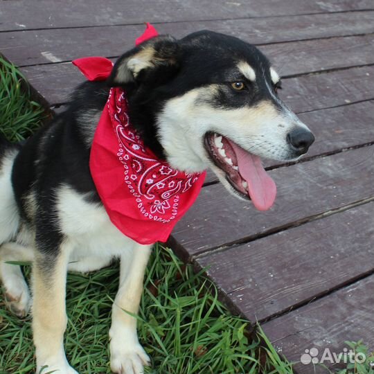 Метис Хаски Ванесса ищет дом