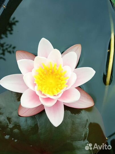 Нимфея (водная лилия)растения для пруда