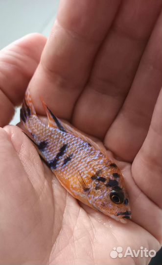 Малавийские цихлиды